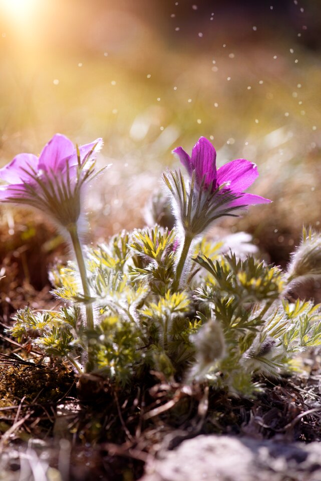 Flowers purple flowers flower purple