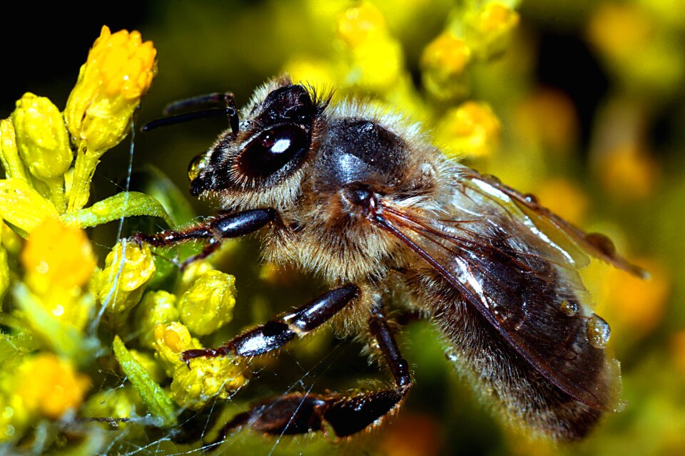Insect macro yellow