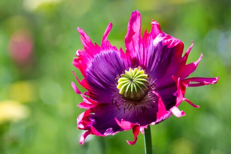 Poppy flower mohngewaechs capsule photo