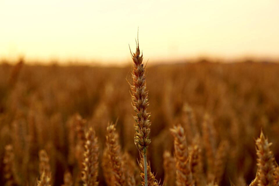 Nature seeds harvest field