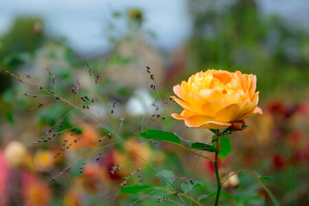 Yellow roses rose blooms flower photo