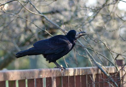 Vulture the bird on the fence bread crumb