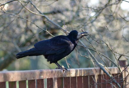 Vulture the bird on the fence bread crumb photo