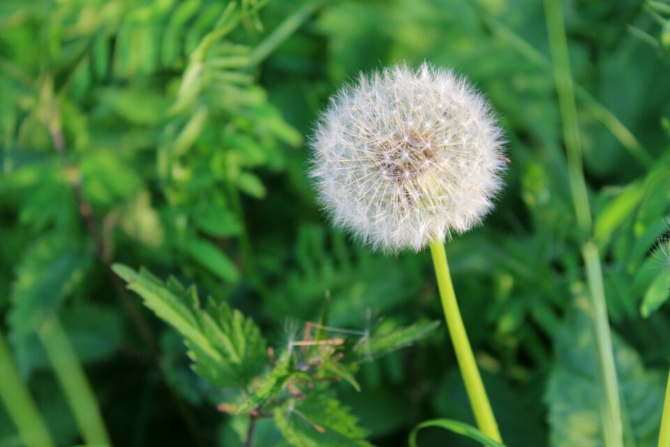 Nature close up plant