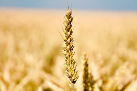 Field graze harvest