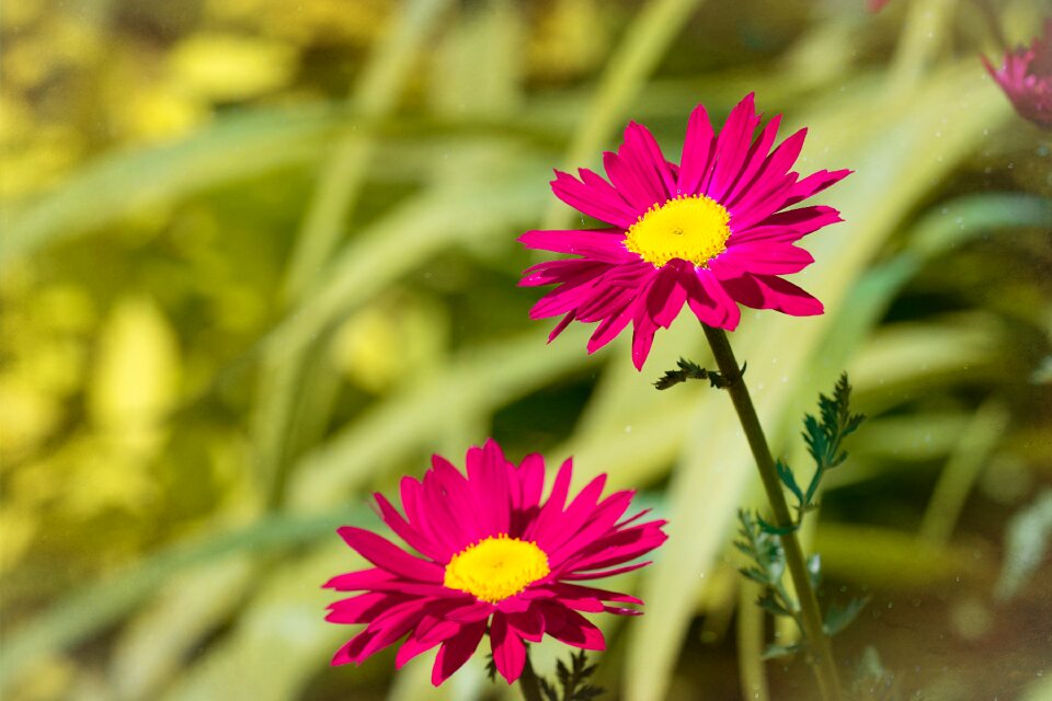 Pink flowers red flowers garden