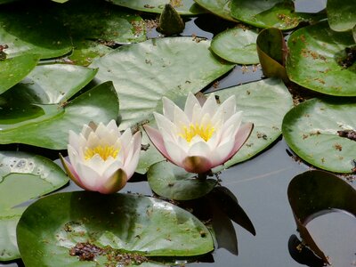 Water lily blossom bloom