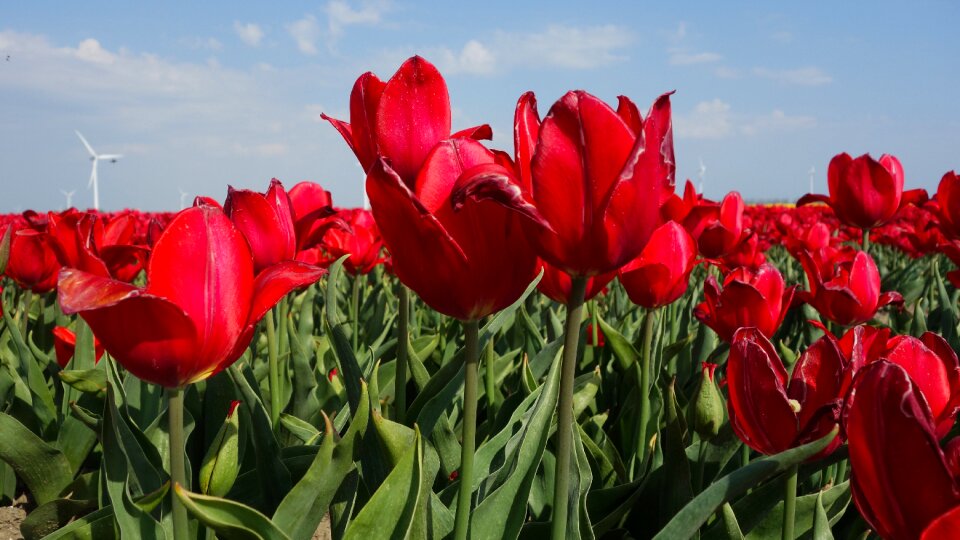 Spring bulb holland photo