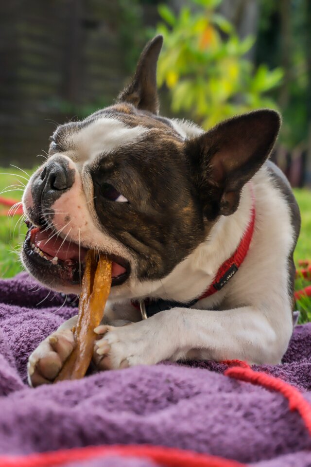 Animal nature doggy style