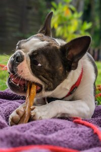 Animal nature doggy style