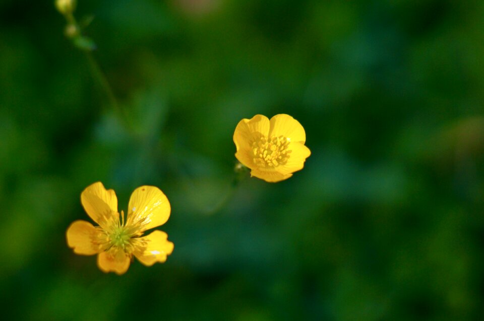 Delicate flower small flower nature