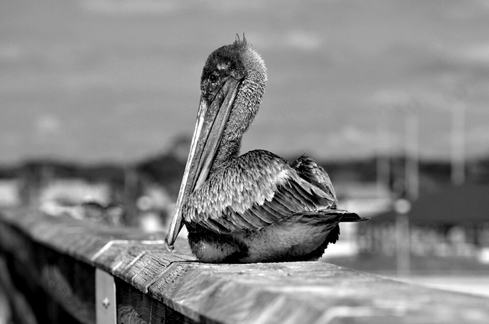 Avian monochrome nature