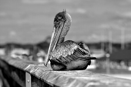 Avian monochrome nature