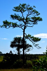 Marshland st augustine
