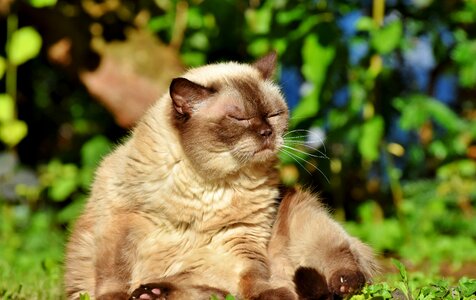 Mieze british shorthair cat thoroughbred