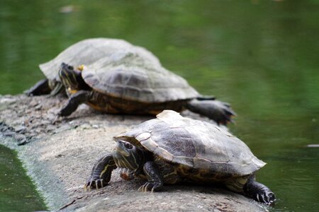 Animal nature swim