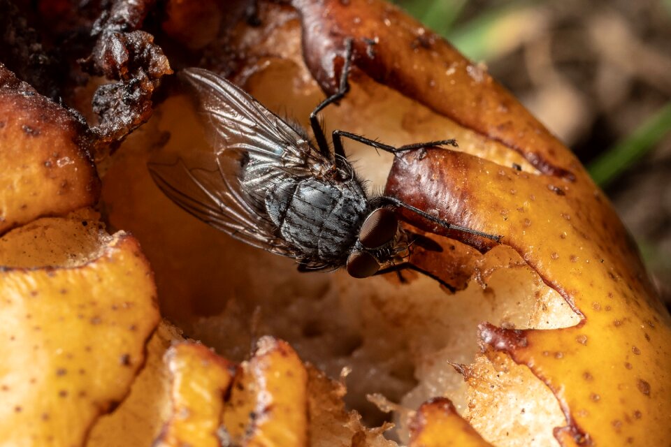 Close up compound eyes fly