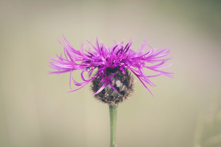 Plant pointed flower nature photo