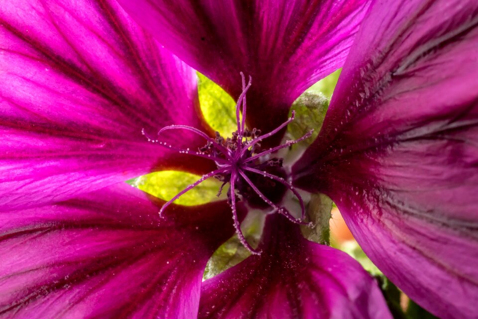 Nature close up flower