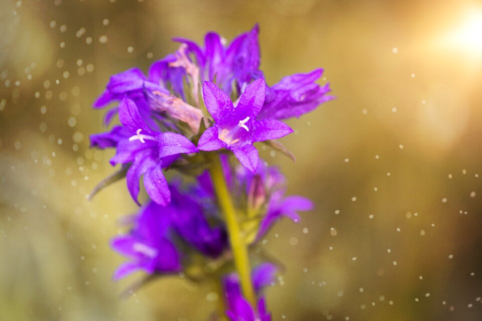 Purple purple flower nature