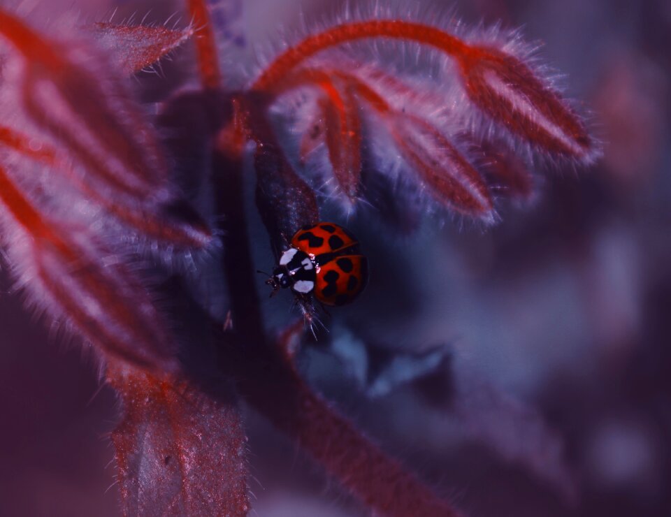 Ladybug nature insect