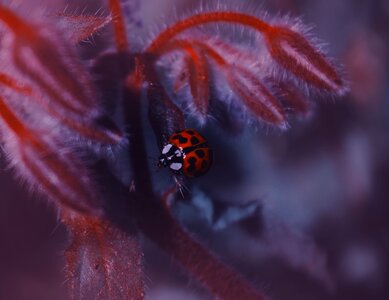 Ladybug nature insect photo