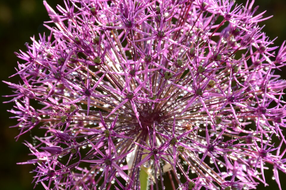 Sphere garden garden plant