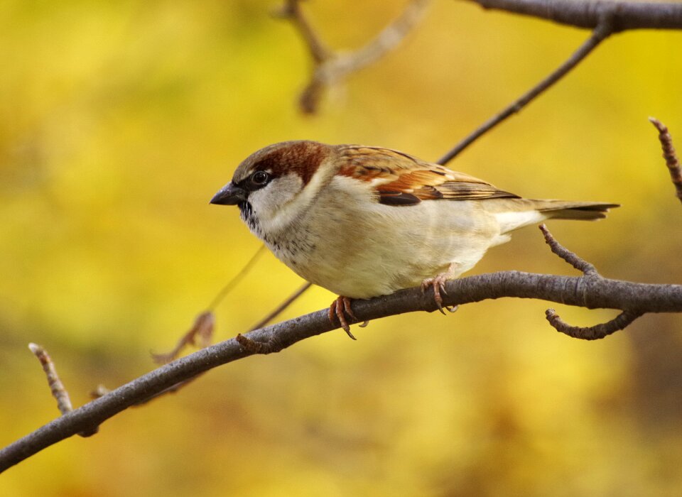 Sperling tree sit photo