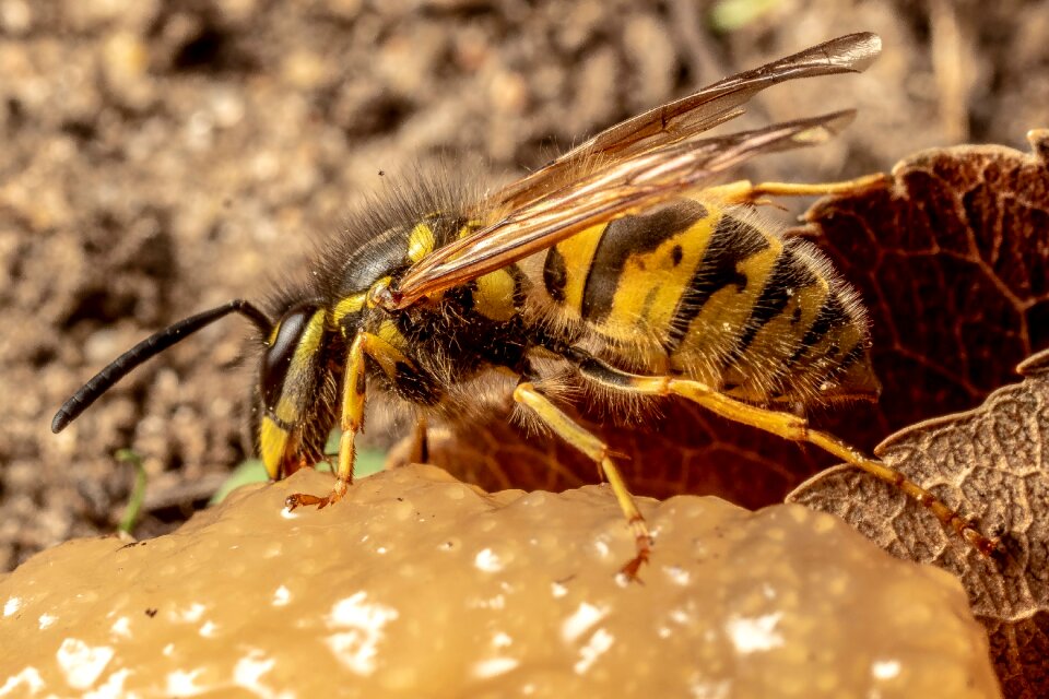Close up compound eyes bee