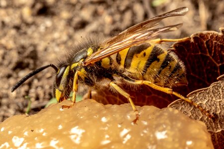 Close up compound eyes bee photo