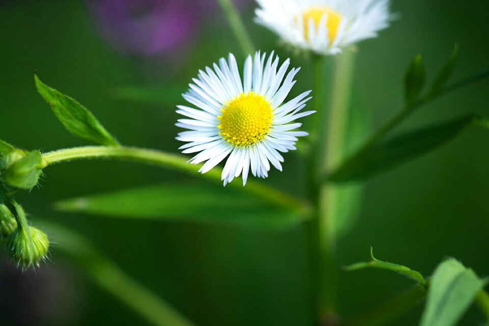Flower white blossom