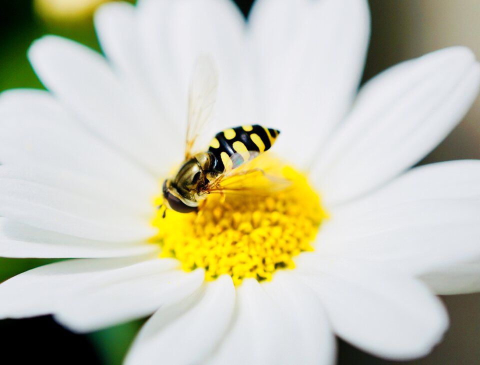 Flower pollen summer