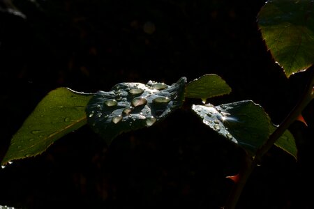 Droplet nature raindrop photo