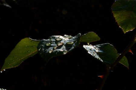 Droplet nature raindrop