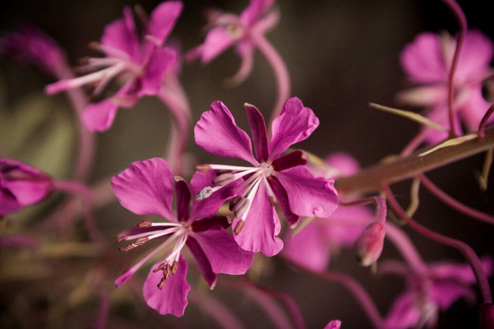 Spring flower pink flowers close up