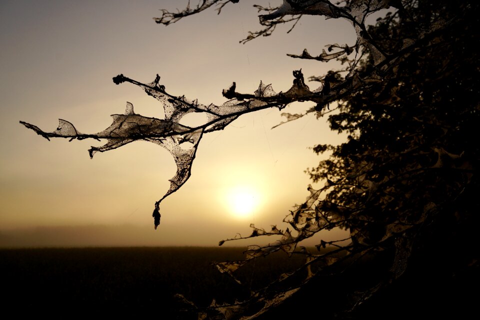 Sky in the free sunrise