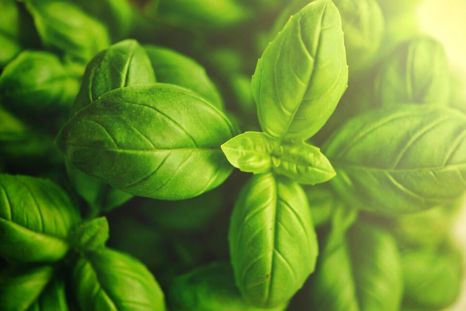 Food fresh green food