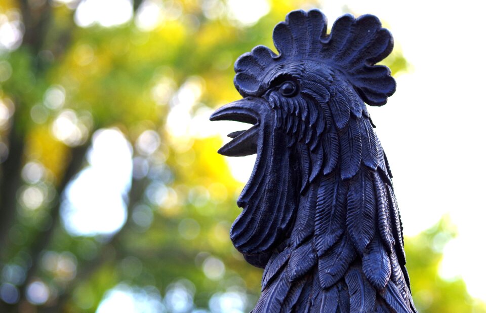 Arts crafts cockscomb livestock