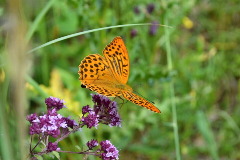 Meadow nature nectar