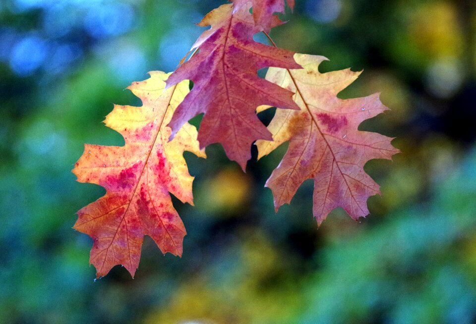 Autumn tree emerge