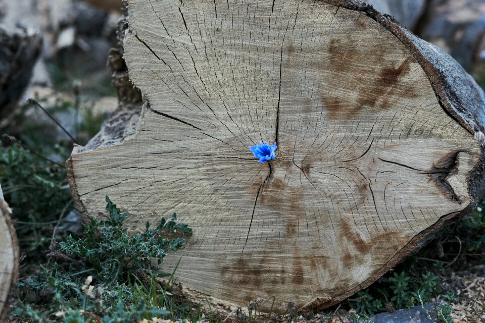 Cornflower blue forest