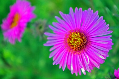 Autumn close up flowers photo