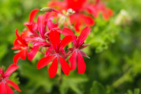 Red flowers blooming flower plant photo