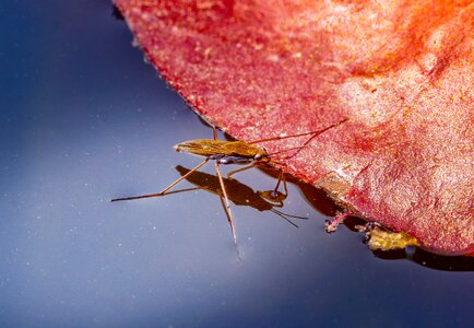 Insect waters pond photo