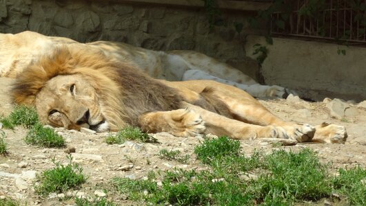 Lion wild zoo cat photo