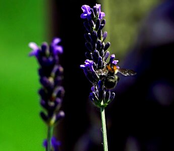 Flower plant nature photo