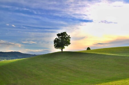 Green meadow tree hills photo