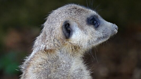 Animal fur meerkat photo