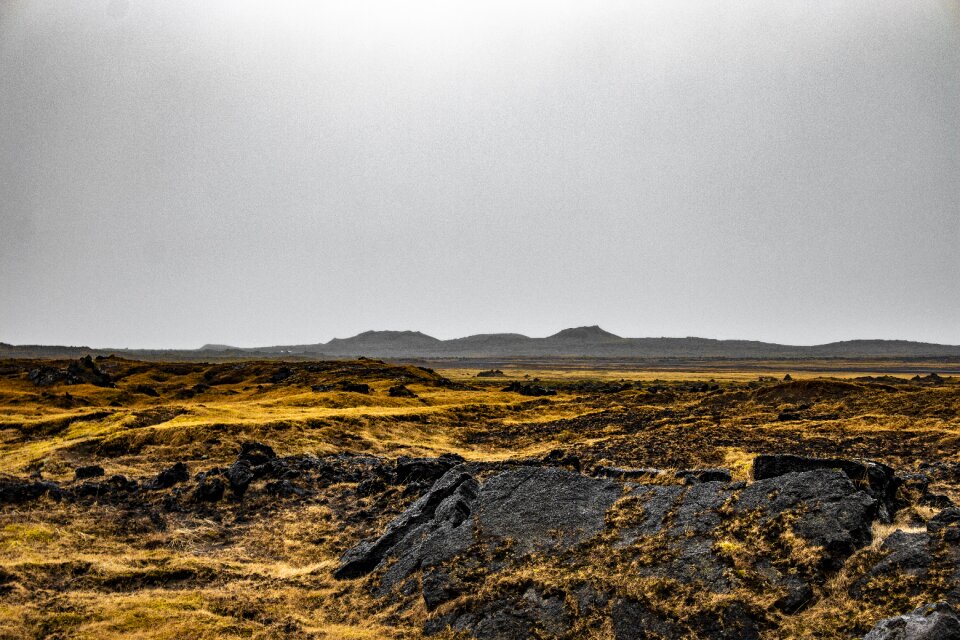 Iceland moss landscape