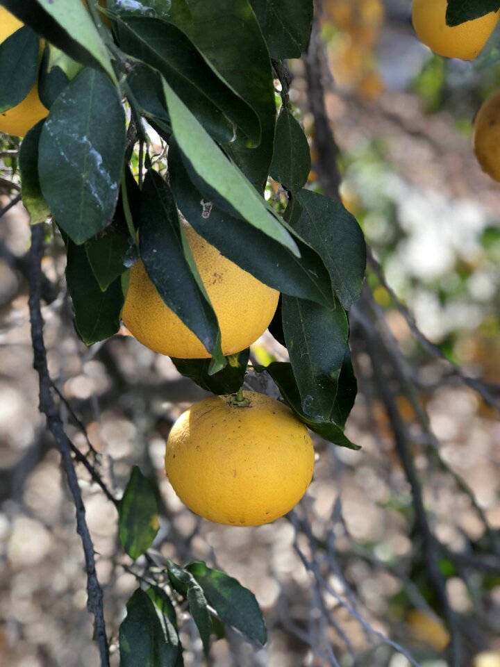 Citrus grapefruits yellow